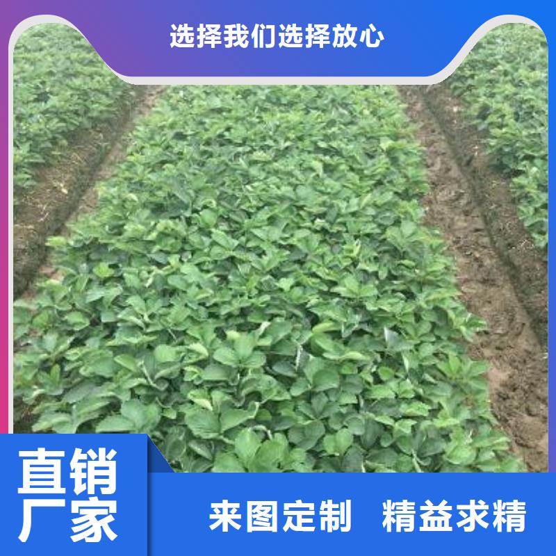 艳丽草莓苗2024已更新(今日/动态)