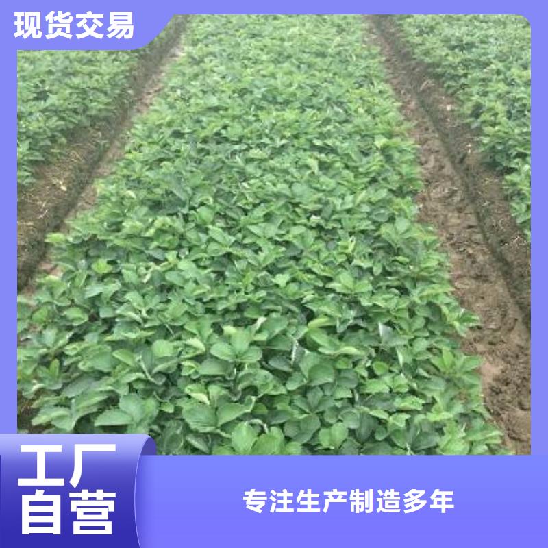 白草莓苗