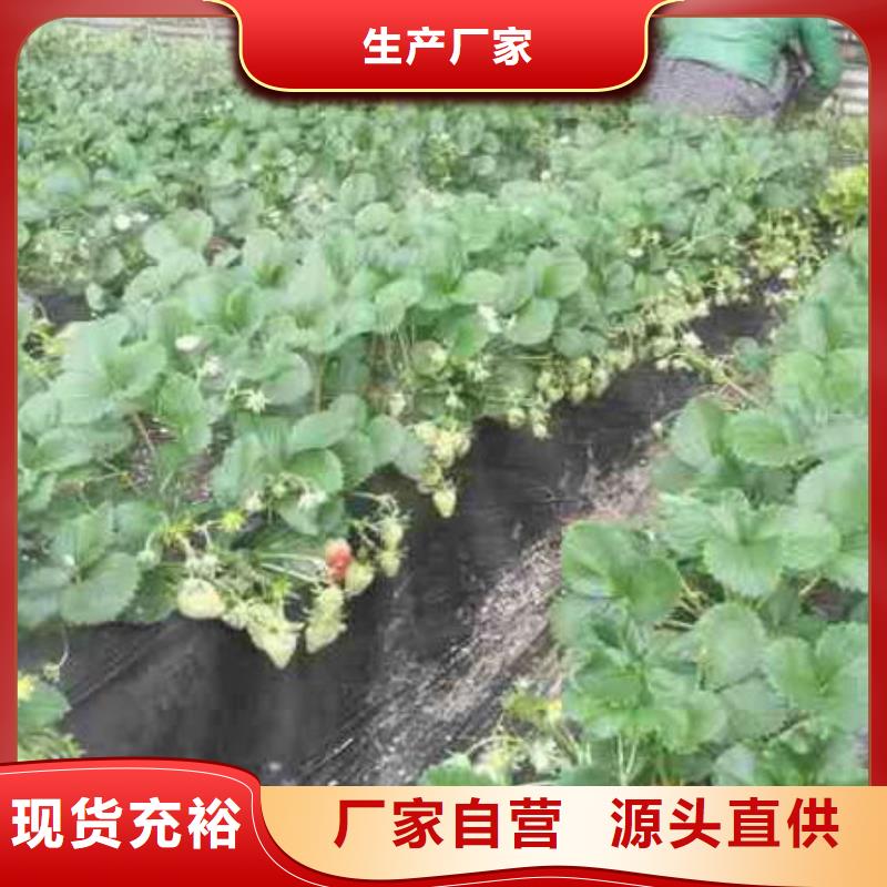 出售妙香草莓苗，妙香草莓苗哪里好