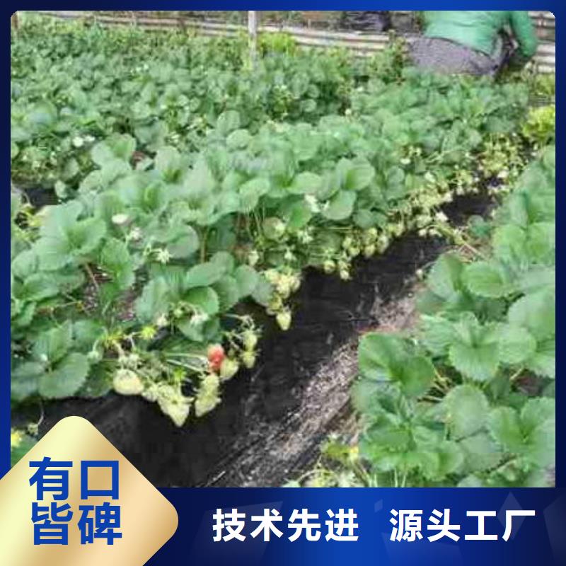 紅顏草莓苗培育