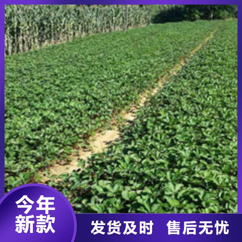 供應牛奶草莓苗的廠家