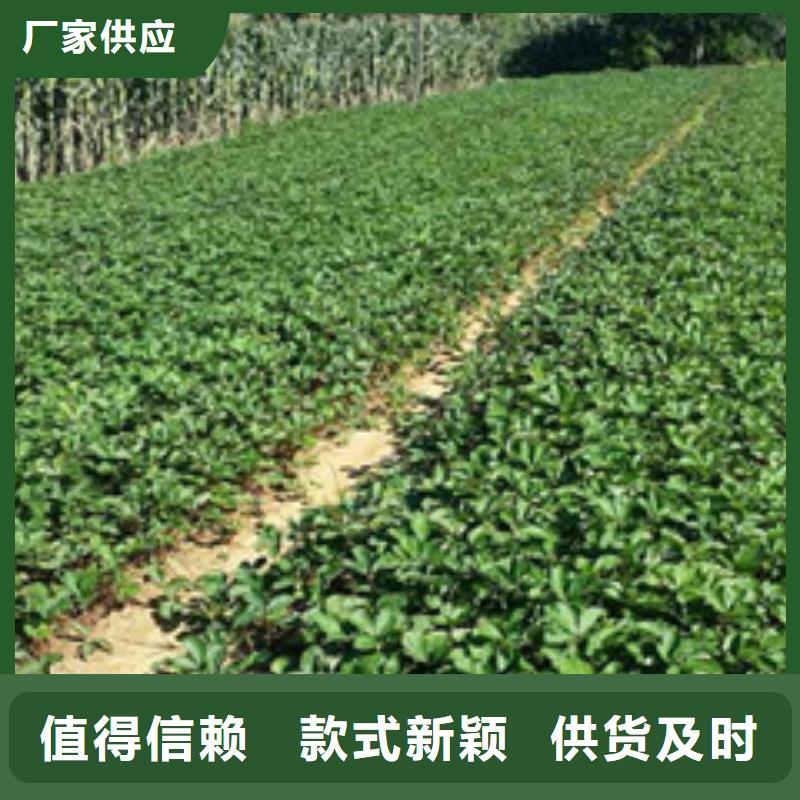 草莓苗無花果樹苗一件也發(fā)貨