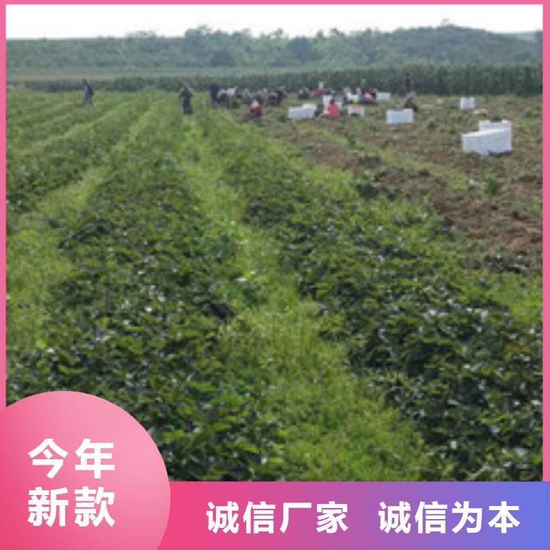 草莓苗西梅樹苗定制零售批發