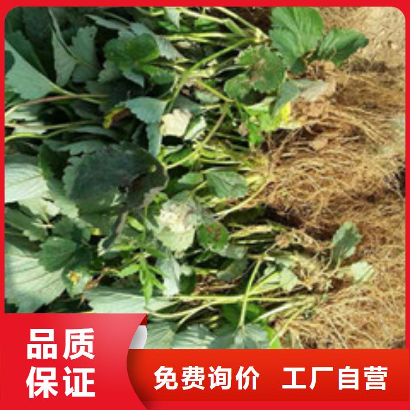 【草莓苗】,油蟠桃树苗价格有优势