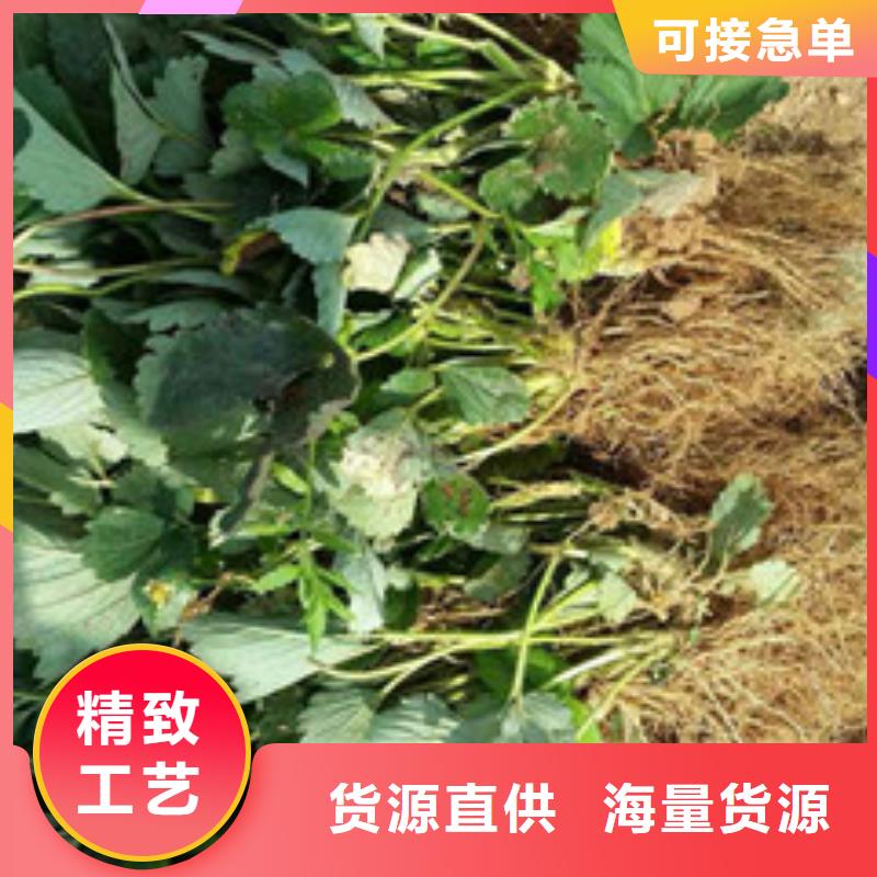 出售草莓種苗，草莓種苗種植品種選擇