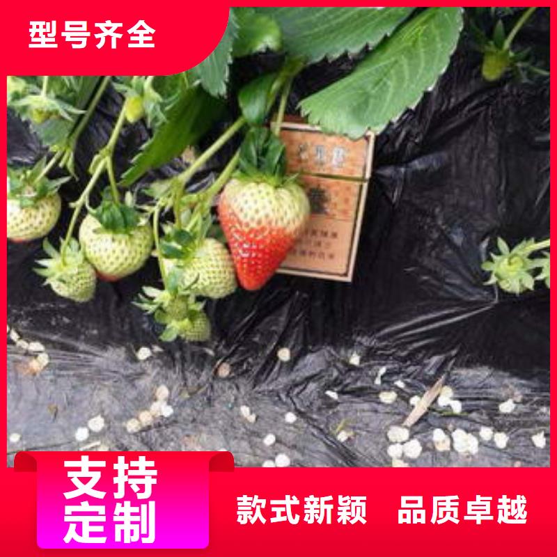 【草莓苗_香梨树苗匠心品质】