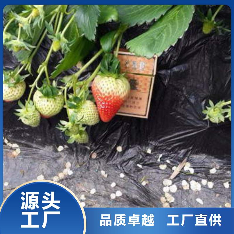大棚草莓苗栽植密度
