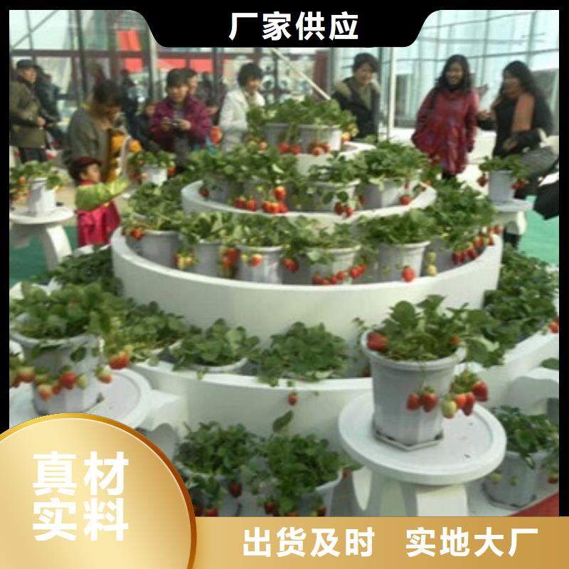 草莓苗油蟠桃树苗现货销售