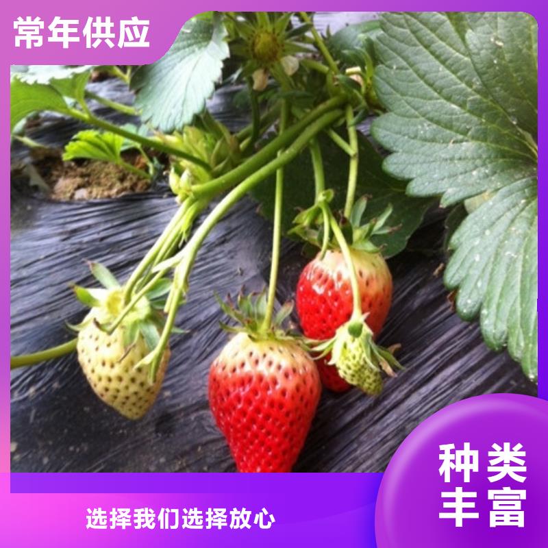 哪里買紅99草莓苗，紅99草莓苗2025已更新(今天/動態(tài))