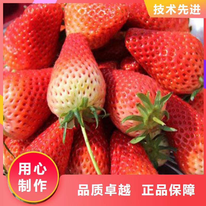 【草莓苗】_苹果苗自产自销