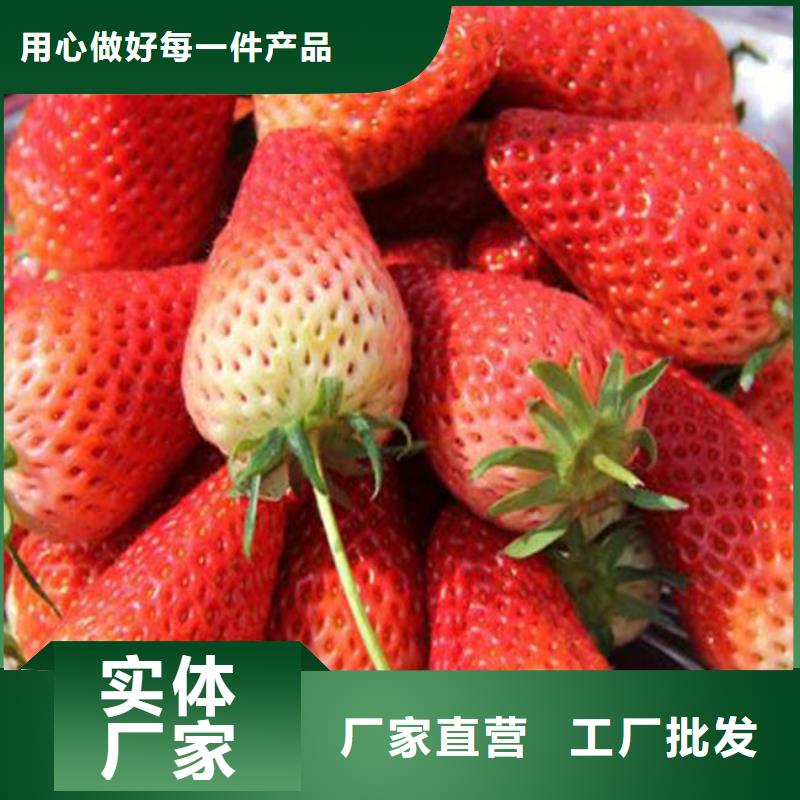 妙香草莓苗