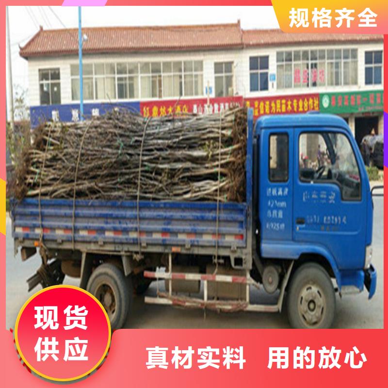 【核桃苗大棚草莓苗貨源充足】