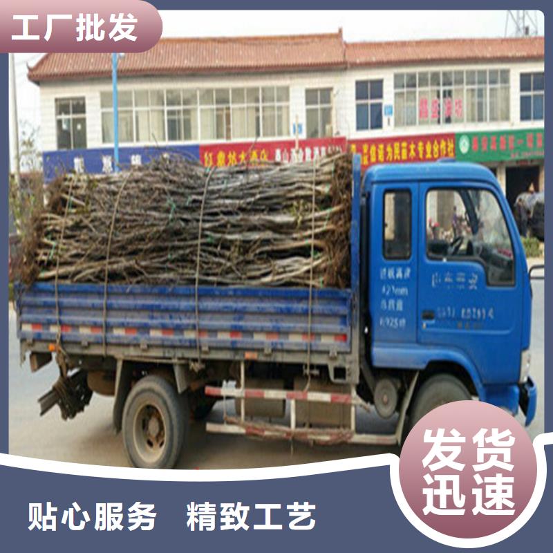 【核桃苗】-艾琳娜西梅树苗真正让利给买家