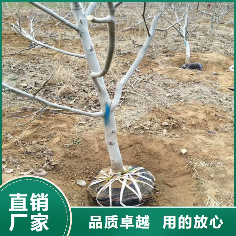 核桃苗藍莓苗工廠自營