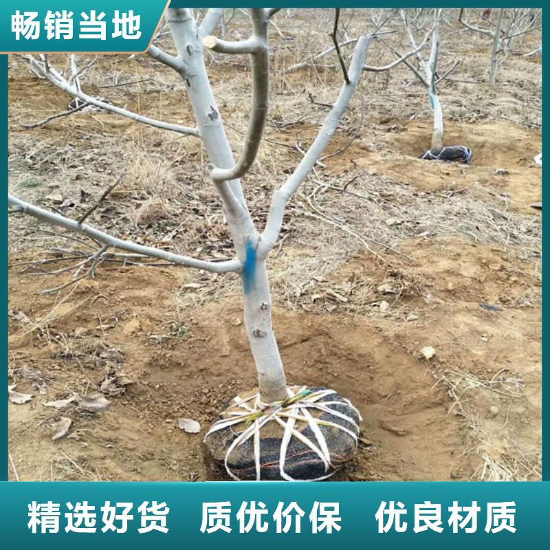 核桃苗軟籽石榴樹苗一站式服務(wù)