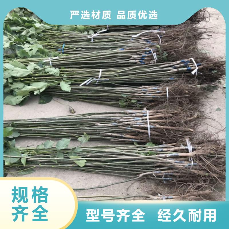 核桃苗紅顏草莓優選原材