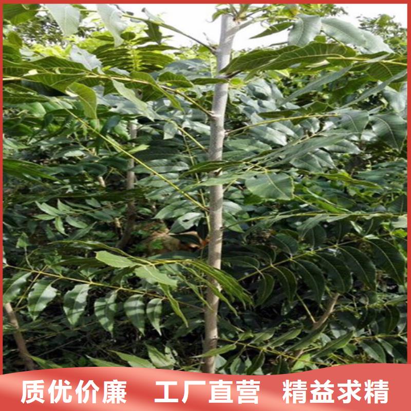 核桃樹耐儲存品種