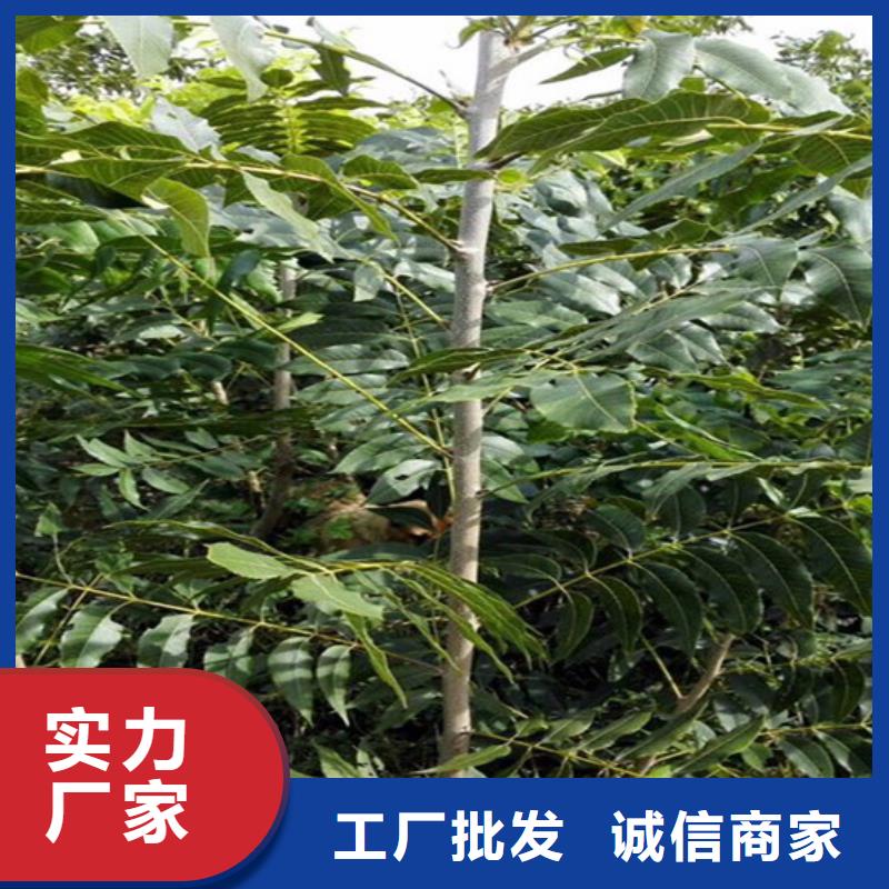 核桃苗陽光玫瑰葡萄樹苗品質卓越