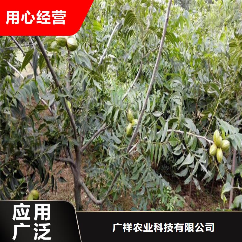 核桃苗青苹果树苗库存齐全厂家直供