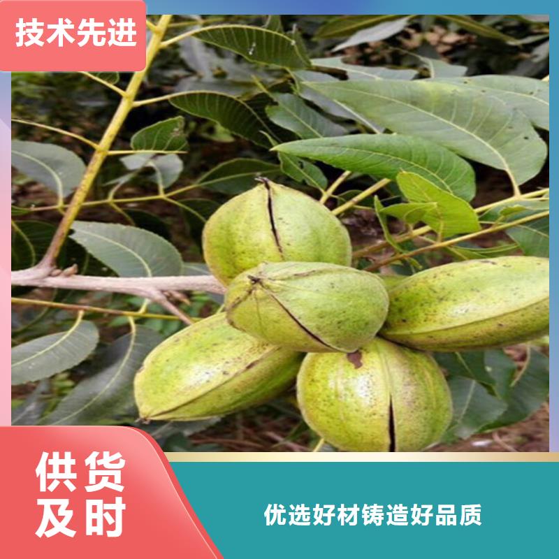 核桃苗無籽葡萄樹苗的圖文介紹