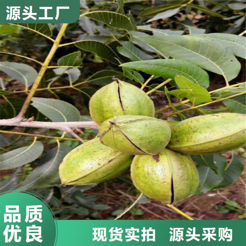 核桃苗徐香獼猴桃樹(shù)苗廠(chǎng)家直銷(xiāo)大量現(xiàn)貨