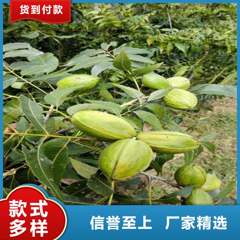核桃苗-果樹苗專注細節更放心