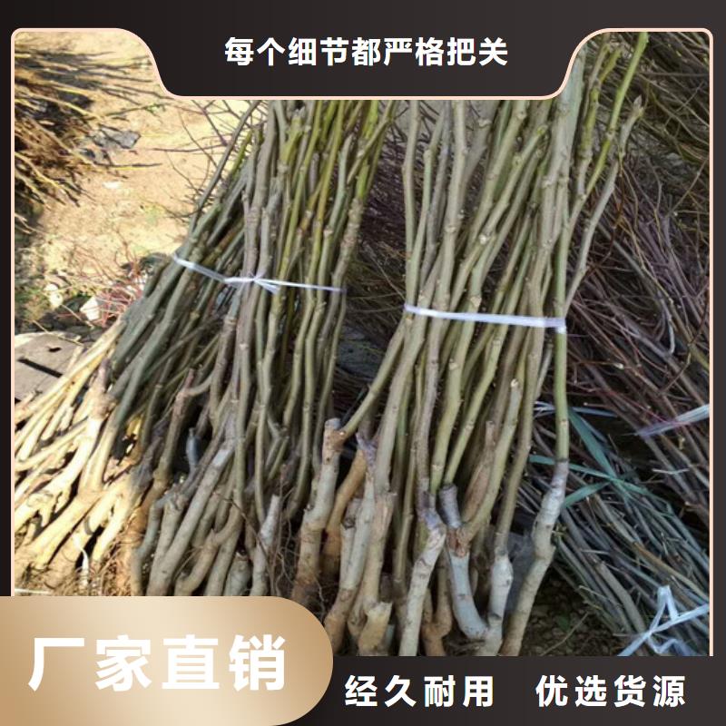 核桃苗徐香猕猴桃树苗厂家直销大量现货