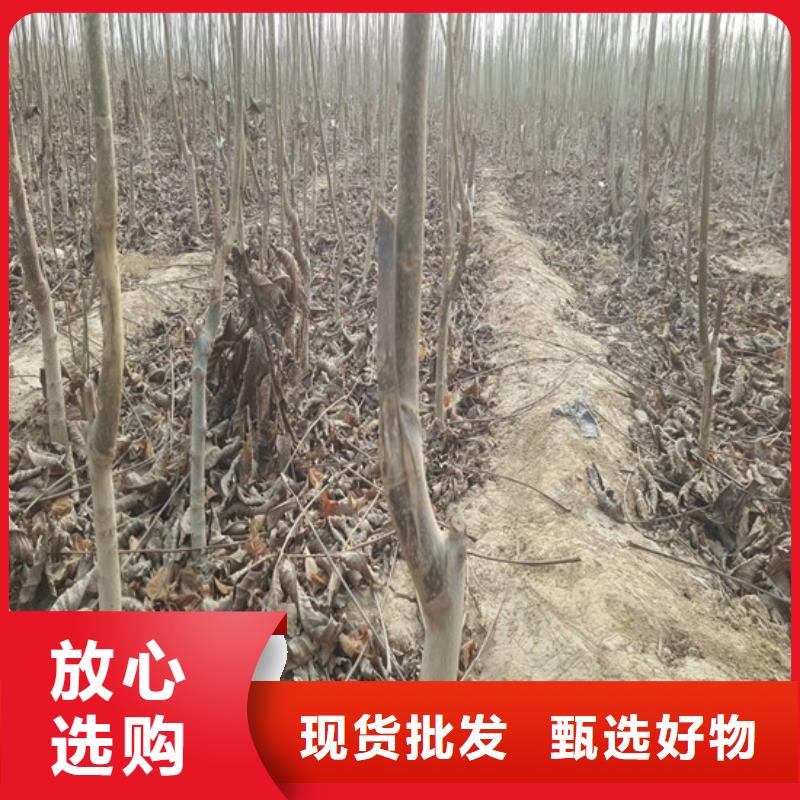 核桃苗,大棚草莓苗專注細節使用放心