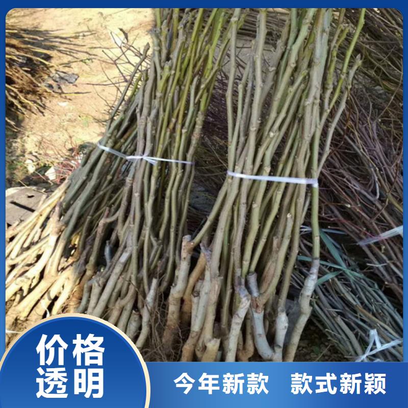 核桃苗无花果树苗满足客户所需