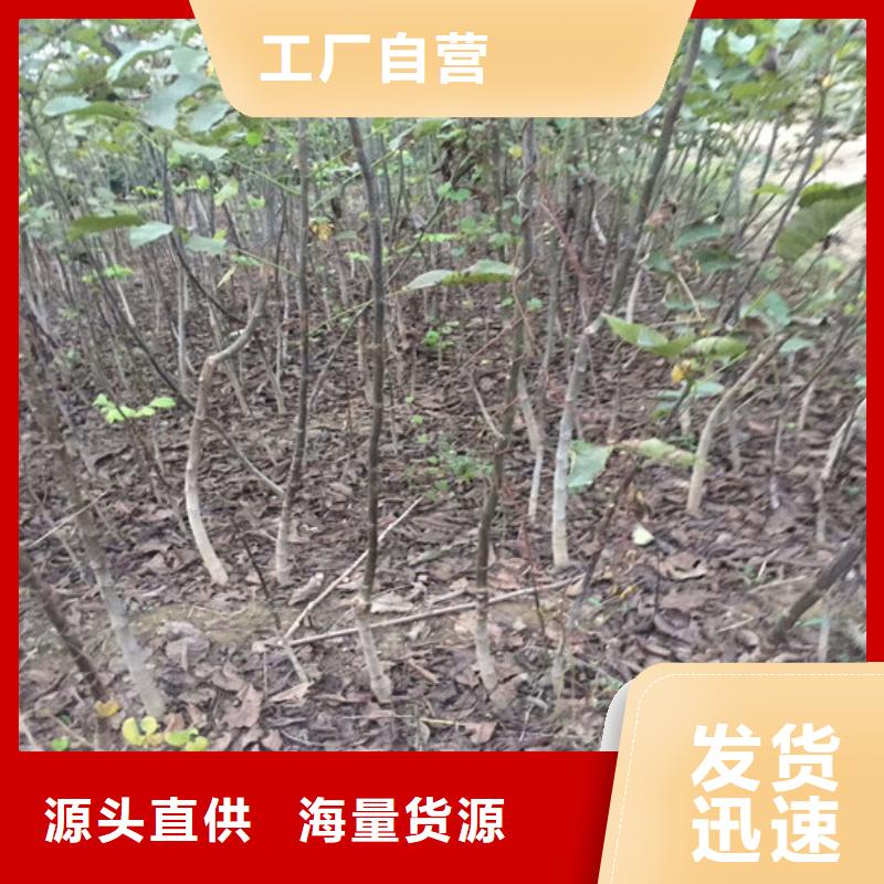 核桃苗黄金苹果树苗适用范围广