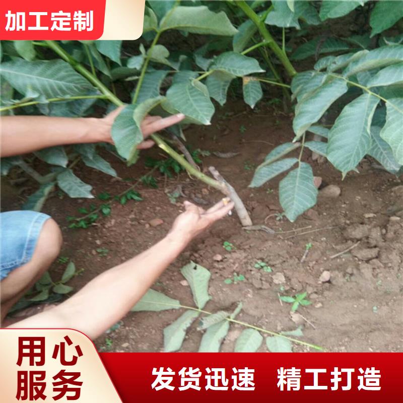 核桃苗櫻桃苗基地用心做好細(xì)節(jié)