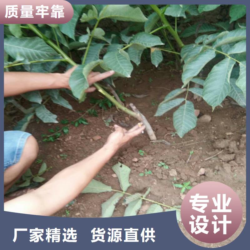 核桃苗蟠棗樹苗購買的是放心