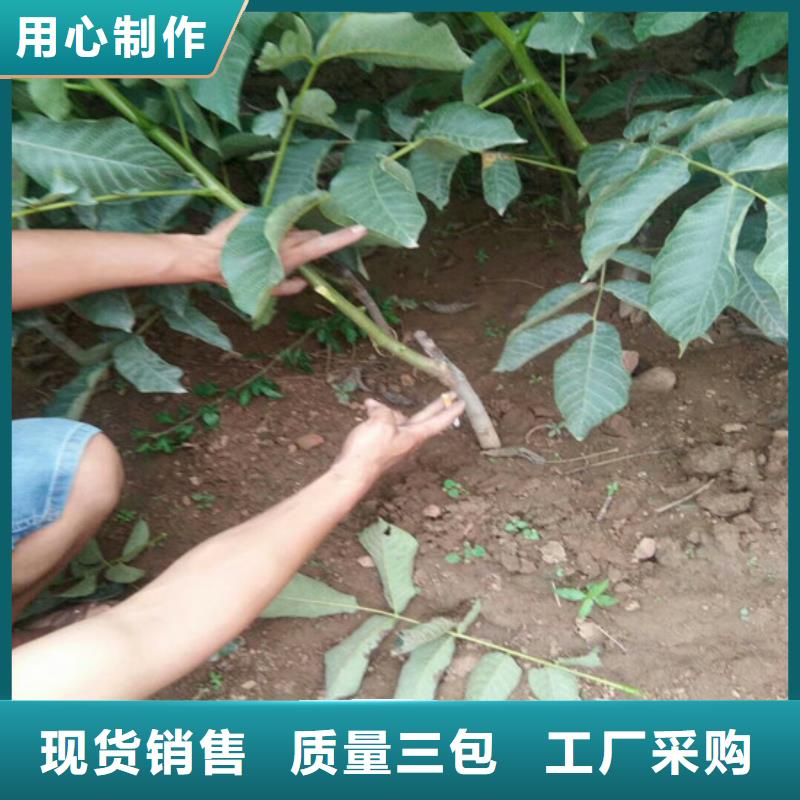 核桃苗青苹果树苗库存齐全厂家直供