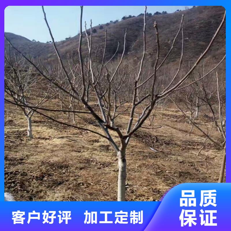 核桃苗无花果树苗满足客户所需