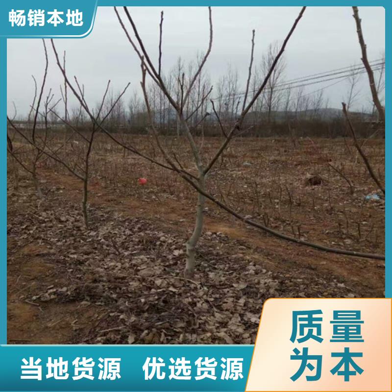 核桃苗吉塞拉6號砧木按需定制真材實料