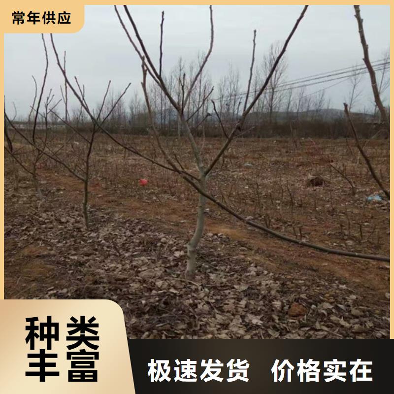 核桃苗陽光玫瑰葡萄樹苗品質(zhì)卓越