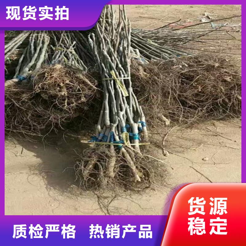 核桃苗吉塞拉6号砧木按需定制真材实料