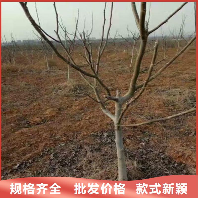 核桃苗【苹果苗基地】为您精心挑选