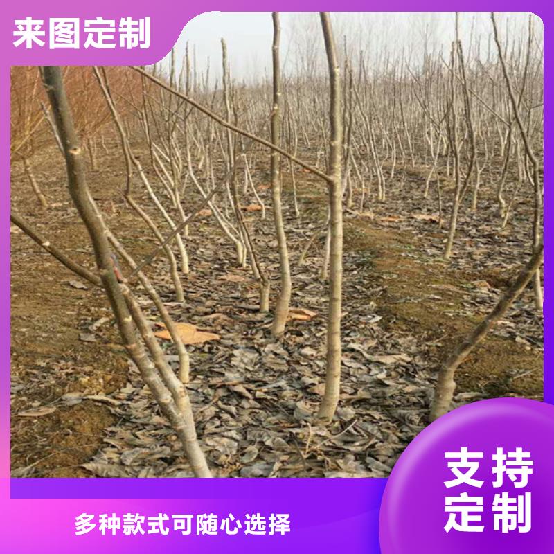 核桃苗软籽石榴树苗联系厂家
