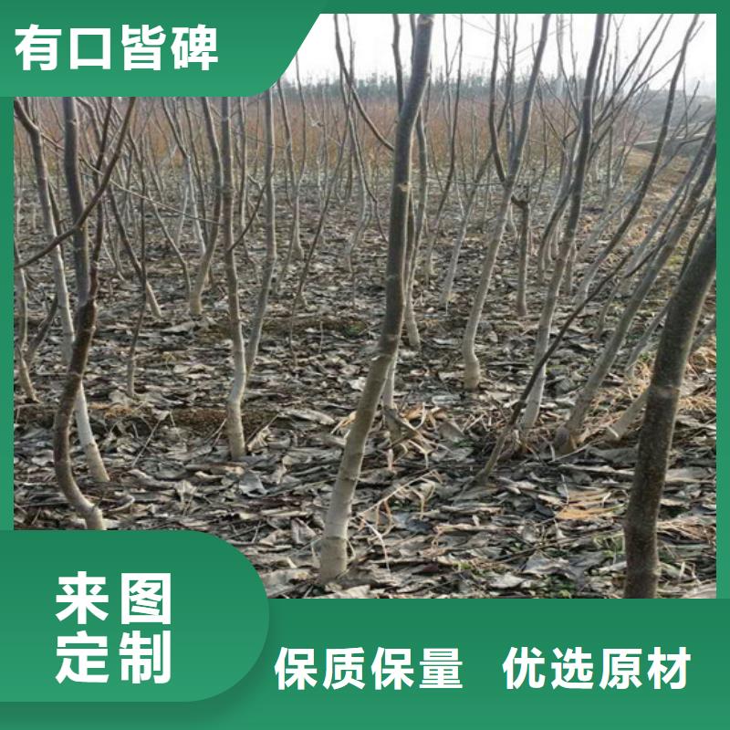 核桃苗吉塞拉6號砧木按需定制真材實料