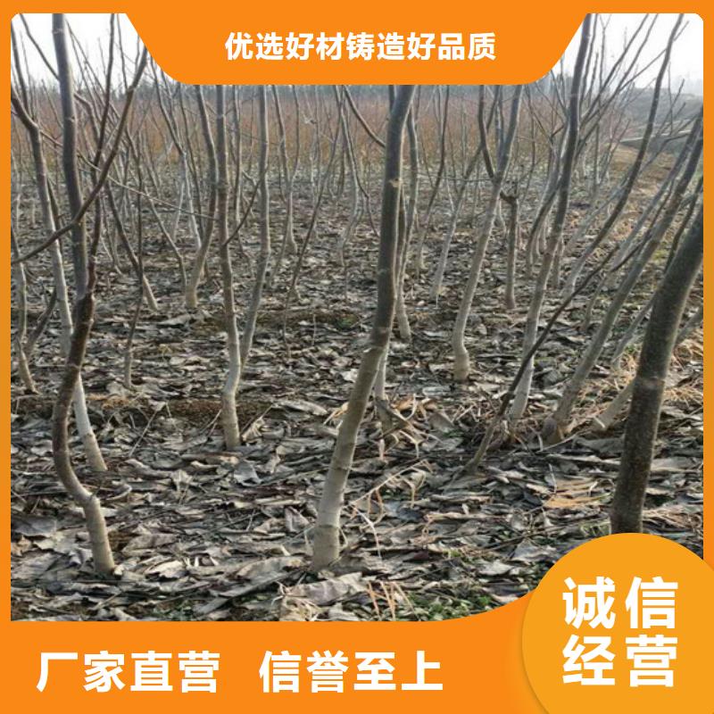 【核桃苗大棚草莓苗貨源充足】