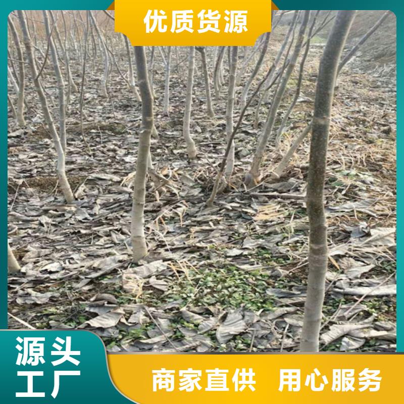核桃苗-果樹苗專注細節更放心