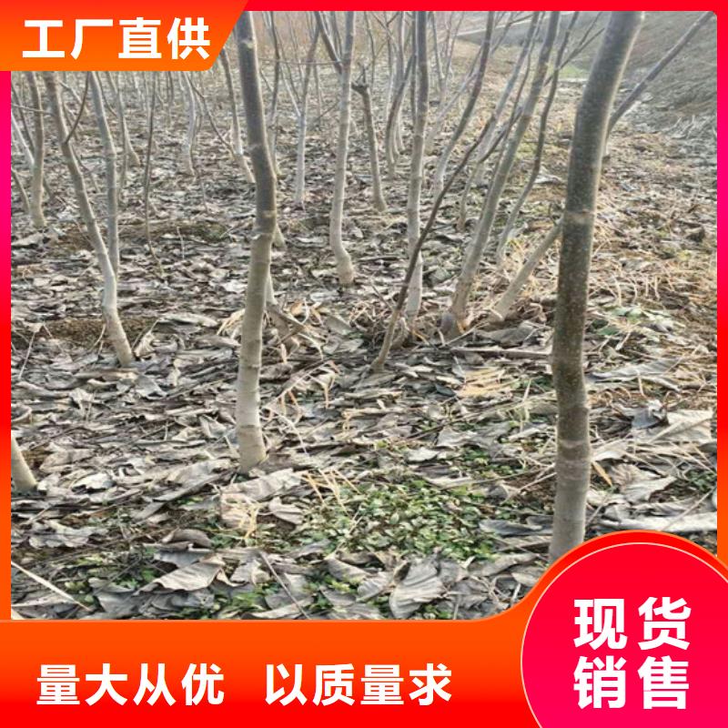 核桃苗無(wú)籽葡萄樹(shù)苗真正讓利給買(mǎi)家