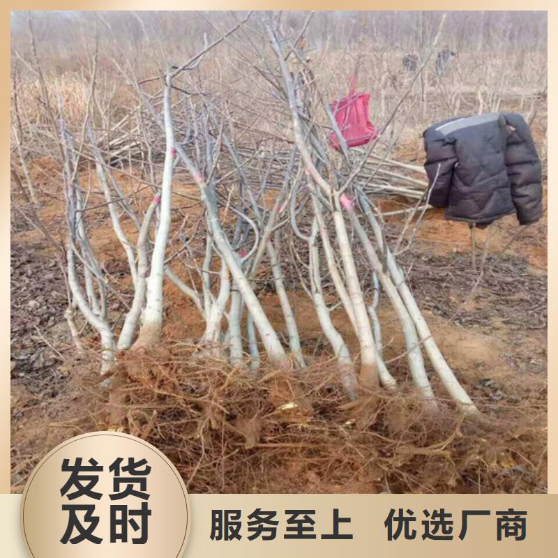 核桃苗_黄金苹果树苗基地产品性能