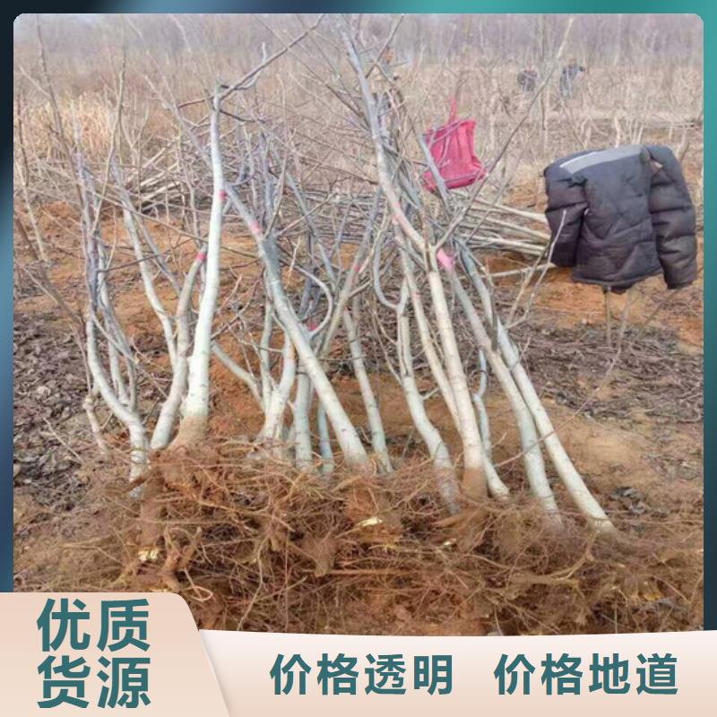 核桃苗陽光玫瑰葡萄樹苗品質(zhì)卓越