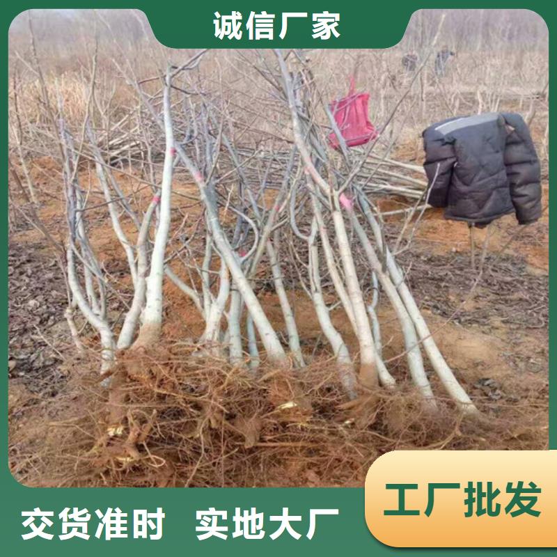 核桃苗【苹果苗基地】为您精心挑选