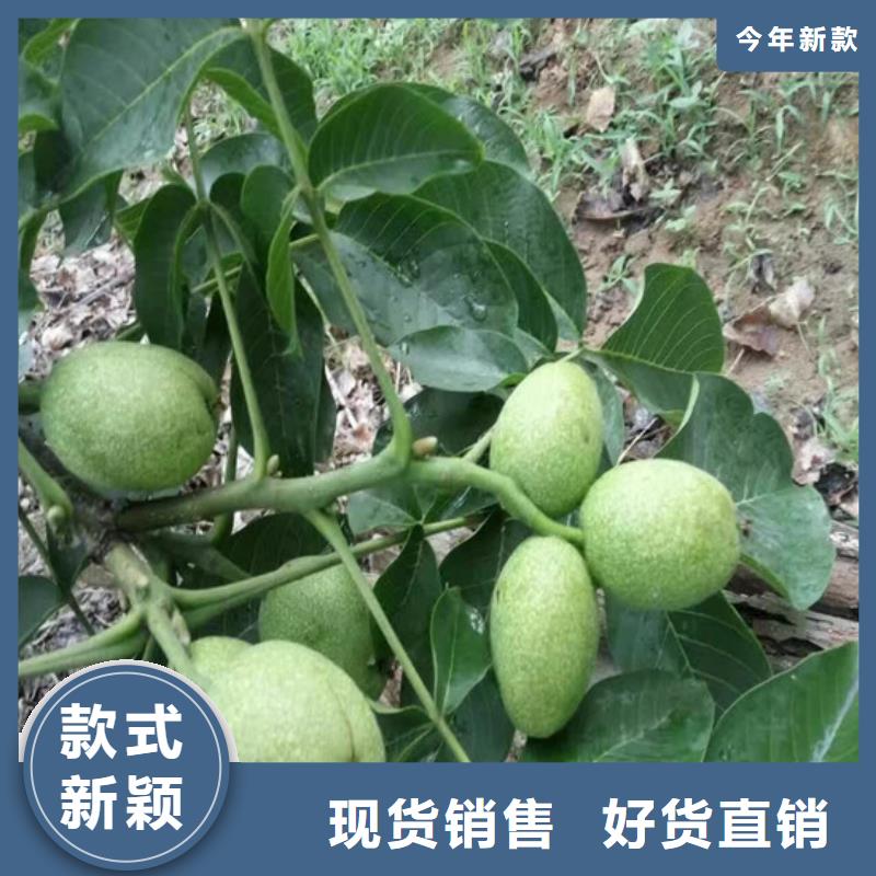 核桃實生苗哪里好