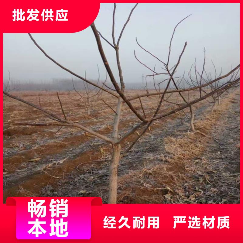 核桃苗蜂糖李子樹苗歡迎來電詢價