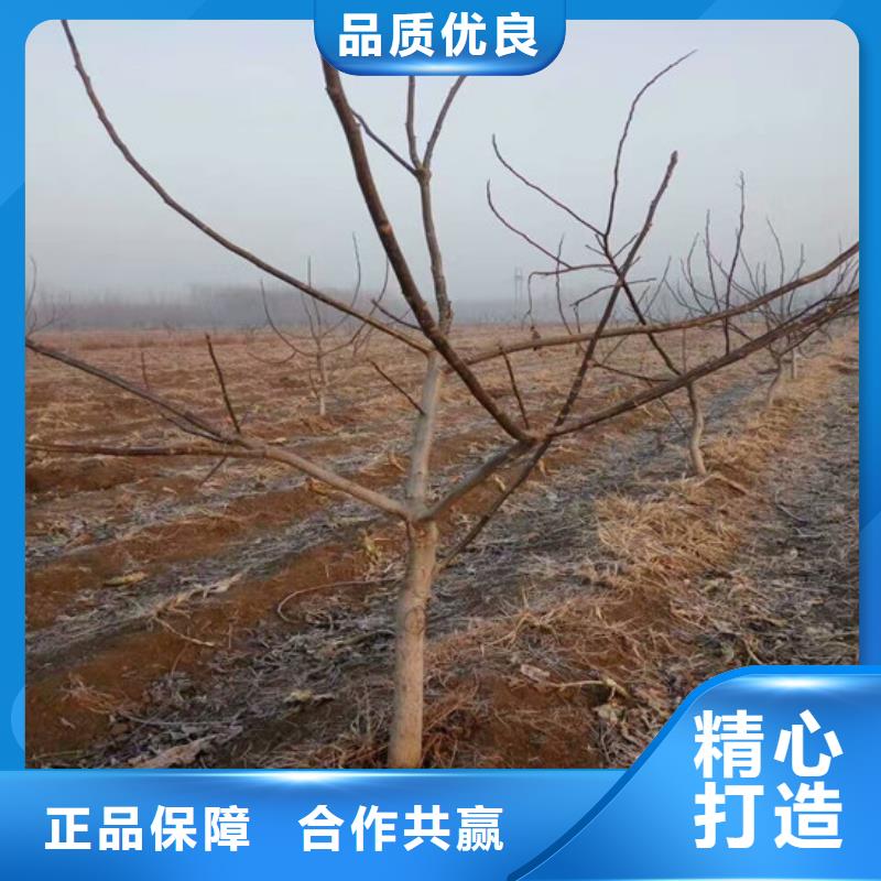 核桃苗,蟠棗樹苗品質服務