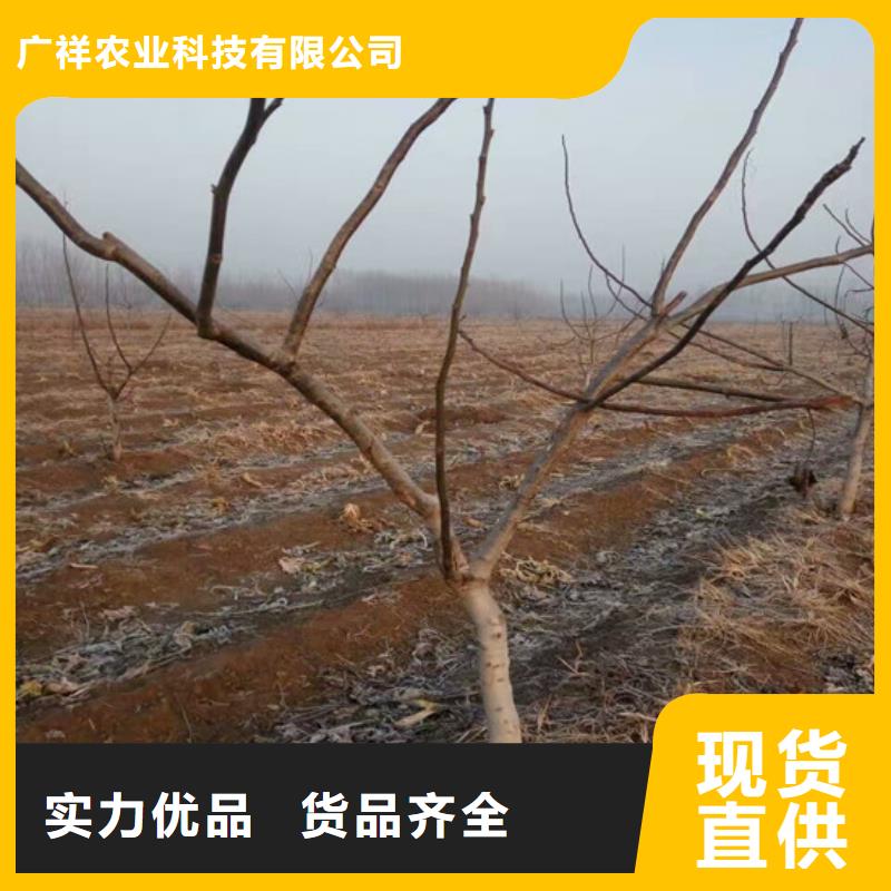 核桃苗西梅樹苗產(chǎn)地直銷